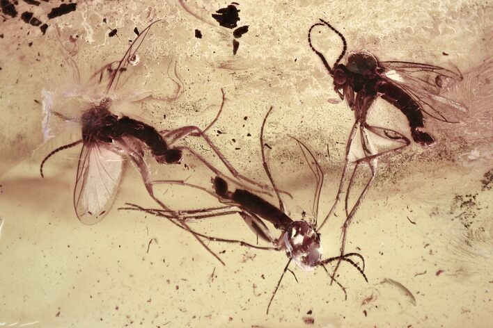 Three Fossil Fungus Gnats (Mycetophilidae) in Baltic Amber #315377